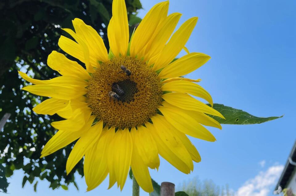 Sonnenblume mit blauen Himmel als Hintergrund